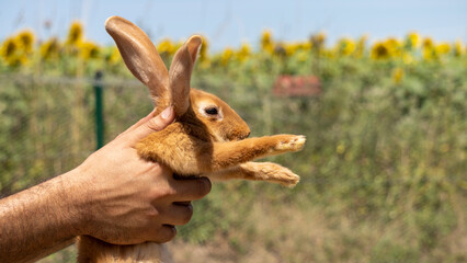 Wall Mural - Adorable close up of a ginger rabbit being carried by a man, outdoors on a warm sunny day