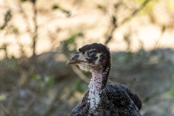 Wall Mural - Adorable baby turkey or poults, outdoors on a hot summer day, close up