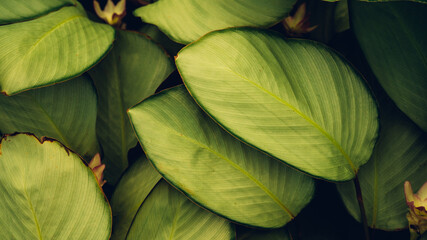 Wall Mural - closeup nature view of tropical leaves background, dark nature concept.