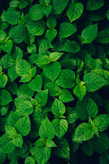 Fototapete - closeup nature view of tropical leaves background, dark nature concept.