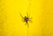 Spider Close-up. Spider Shaggy Black On A Yellow Wall. Big Spider On The Wall.