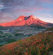 The Breathtaking Views Of The Volcano And Amazing Valley Of Flowers. Harry's Ridge Trail. Mount St Helens National Park, South Cascades In Washington State, USA
A Mountain Slope Is Filled Wildflowers.