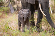 Baby Elephant Walking Alongside It's Mother In Natural African Habitat.