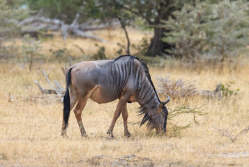 Wall Mural - Wildebeest grazing in natural grass land habitat in a protected East African national park