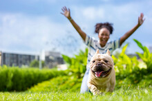 African American Woman Is Playing With Her French Bulldog Puppy While Walking In The Dog Park At Grass Lawn After Having Morning Exercise During Summer