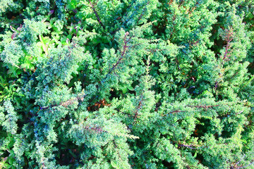 Wall Mural - spring branches shoots leaves seasonal background