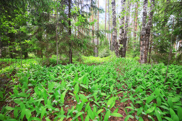 Wall Mural - lilies of the valley leaves green background, nature fresh green garden texture