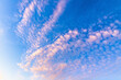 Pink cirrocumulus clouds are in blue sky in the evening