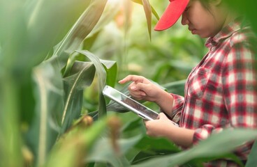 agricultural teenagers learn to grow corn crops with an agricultural application program on a tablet