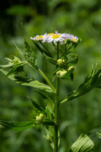 Philadelphia Fleabane, Erigeron Philadelphicus Of The Family Asteraceae