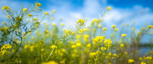 Yellow Flowers And Green Stems Of Rapeseed Or Brassica Napus Blowing In The Wind Along The Riverbank In Big Stone Lake In Ortonville, Minnesota. Cheerful Nature Background With Flowers And Plants On B