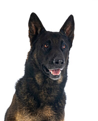 Canvas Print - adult german shepherd