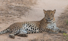 Leopard Sitting; Leopard Resting; Big Leopard Resting; Female Leopard Watching; Leopard Mom Lying Down; Leopard Lying Down.