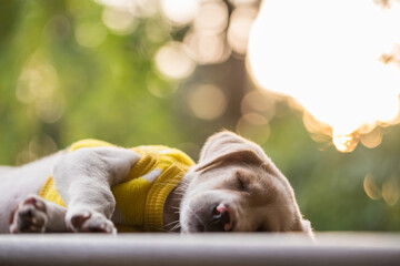 Lazy labrador puppy in sweater sleep with foliage sunset bokeh