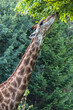 Giraffe eats leaves from trees