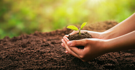 Wall Mural - hand holding young plant with sunlight. concept eco earth day