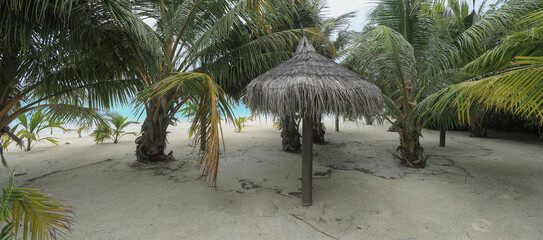 Wall Mural - palm trees and green tropical plants in the Maldives