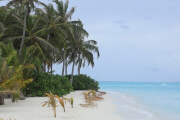 Wall Mural - palm trees and green tropical plants in the Maldives