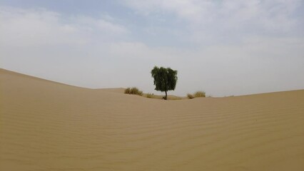 Wall Mural - Tree in the desert in the UAE hidden in the sand dunes