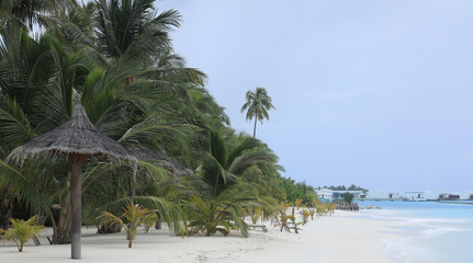 Wall Mural - palm trees and green tropical plants in the Maldives