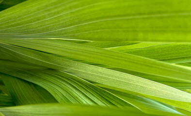 Canvas Print - Abstract Natural Background