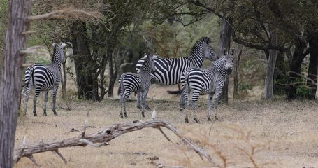 Wall Mural - Herd of wild zebra in natural African habitat 