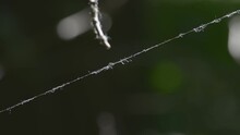 Araneus Spider Thread. Forest. Morning. Summer. Kazakhstan, Zhetysu Region.