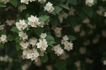  Jasmine flowers blossom closeup photo