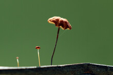 Poppy Seed Pod