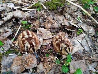 Woodcock chicks in the nest. Two little fluffy chicks hide thanks to their natural protective coloration.