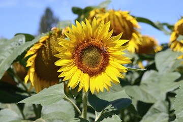 Sunflower