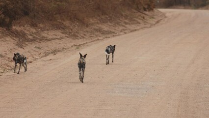 Wall Mural - African Wild Dogs or Painted Wolves roaming in a pack in a protected national park, Tanzania, East Africa