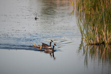 Canada Goose Branta Canadensis Young Family With Chicks Swimming Across Lake Surface In Spring