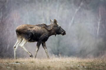 elk in national park