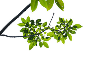 green tree branch isolated on white background