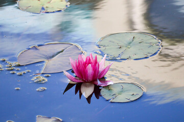 Wall Mural - pink water lily on the pond surface closeup - beautiful nature wallpaper