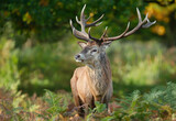 Close up of a red deer stag in autumn