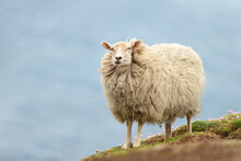 Shetland Sheep Standing On A Coastal Area Of The Shetland Islands
