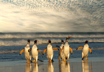 Wall Mural - group of gentoo penguins on a sandy beach at sunset