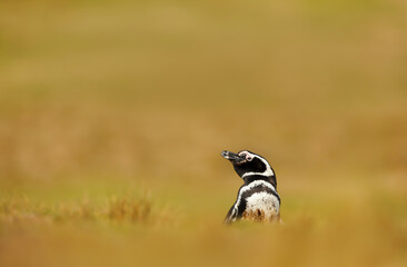Wall Mural - magellanic penguin in grass on a sunny afternoon