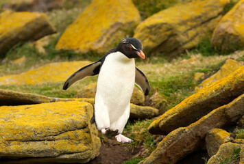 Wall Mural - southern rockhopper penguin hopping on rocks