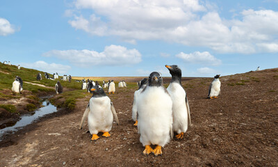 Wall Mural - gentoo penguin chicks in the falkland islands