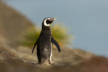 Wall Mural - magellanic penguin on the coastal area of the falkland islands