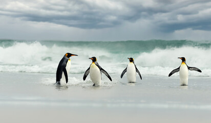 Wall Mural - Group of King penguins on the coasts of the Falkland Islands