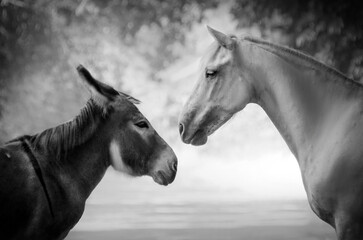  Lovely donkey and horse portrait in nature pets adorable photo
