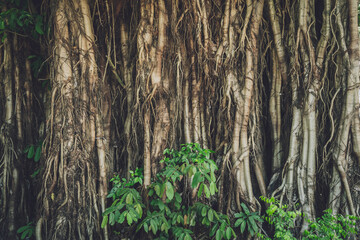 Wall Mural - Natural background of the tree with green leaves