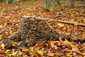 Wall Mural - Autumn landscape with a stump with a pattern of mushrooms in the center