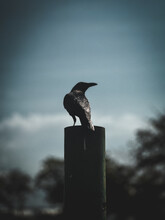 Raven On A Fence