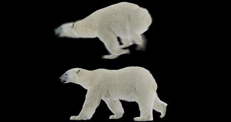 Wall Mural - Set of polar white bear walking realistic animation. Isolated white arctic animal video including alpha channel allows to add background in post-production. Element for visual effects.