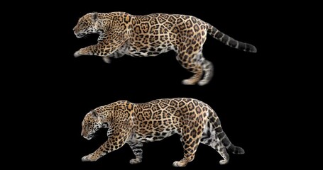 Wall Mural - Set of jaguar walking and running realistic animation. Isolated animal video including alpha channel allows to add background in post-production. Element for visual effects in cinema.